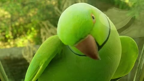 A Green Parrot Purchase In A Window Ledge