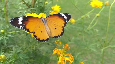 Butterfly in nature relaxing