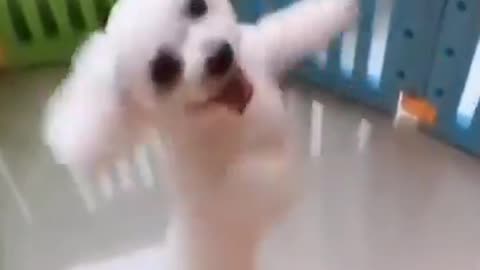 Funny dancing Puppy. Baby funny dog dancing
