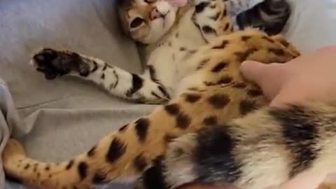 Cute Cat Getting Massage