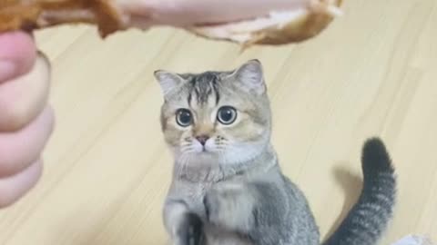Cute Cat begging for Chicken