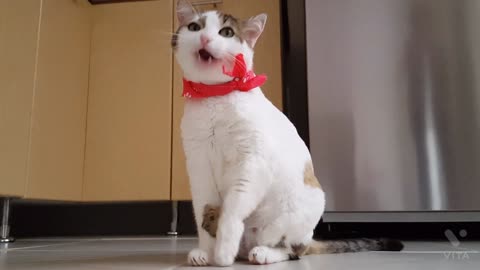 Cat Cute Video