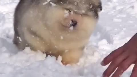 Cute Fluffy Dog! Do You Want to Build a Snowman?