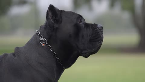 BEST DOG BREEDS FOR HOME PROTECTION: NO TRAINING NECESSARY