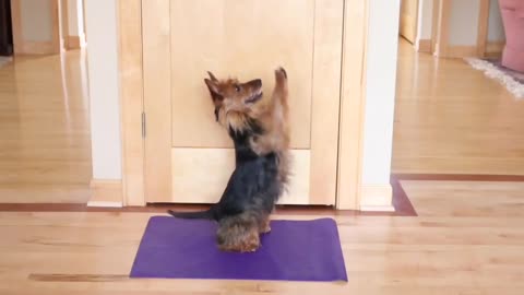 Doga - Dog Yoga