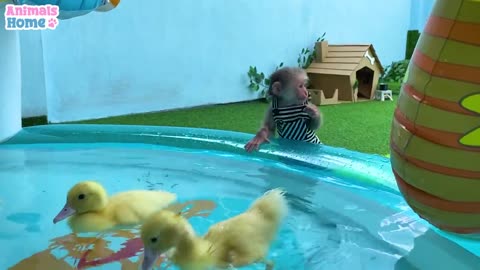 BiBi helps dad take care and feed the ducklings