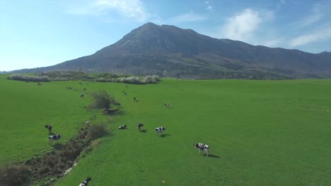 Cows pasturing on a big green grass field