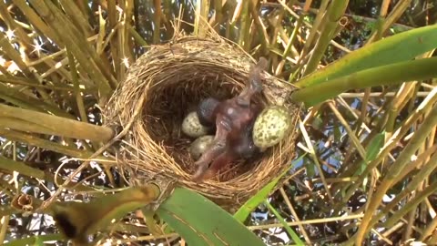 Cuckoo chick evicting other eggs from the nest to ensure its own survival