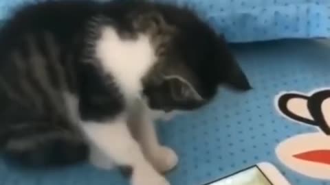 Cat playing in mobile Funny Videos #Shorts #animals#pets#cats