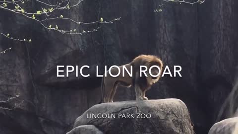 The Lion Roar.( the most beautiful clip you have not seen before !!! )
