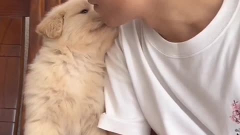 Golden Retriever Puppy Kisses!