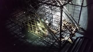 Opossum In The Chicken Yard Pt2