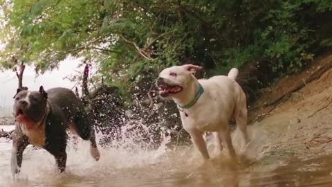 Two dogs getting wet by running in the river side new video