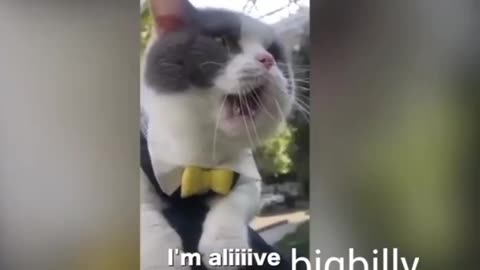 Cat sings a song | i am big billy.......