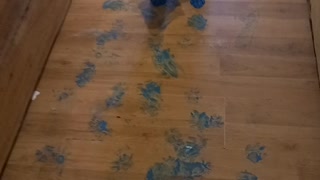 Mischievous Husky Puppies Paint the House Blue