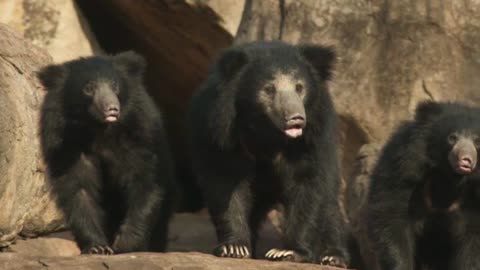 Sloth Bear : The Bear of Indian Subcontinent