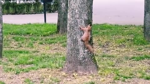 🐦🐿birds chase squirrels on trees #shorts # funny video 🐦🐿