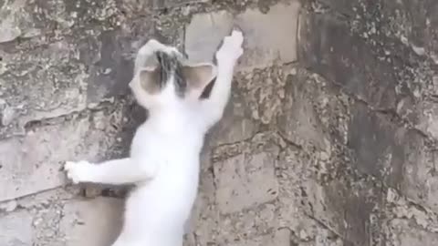 kitten climbing on wall