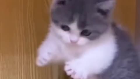 Cute kitten new viral video 2023 😍