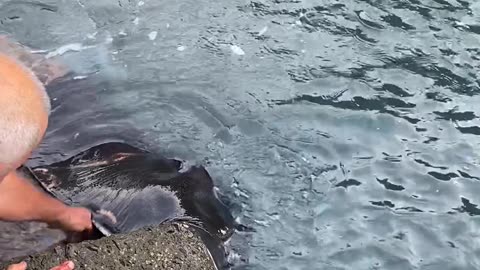 Feeding a Wild Manta Ray