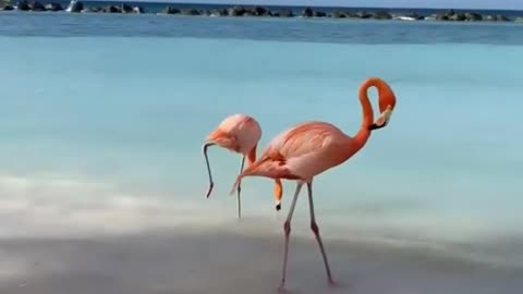 Берег розовых фламинго