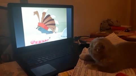My cat watch Tom and Jerry