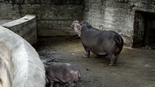 Baby Hippo Hungry Wants Food
