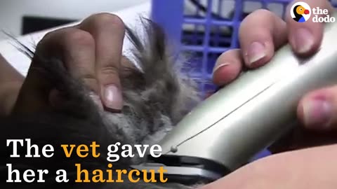 Rescued Cat With Matted Fur Finally Gets A Haircut — And A Real Home