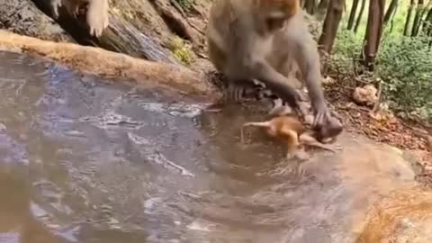 M baby 🐒monkey🐒 swimming