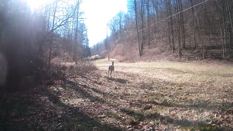 wildlife on the farm