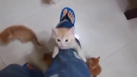 funny cat video