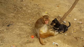 Monkey and puppy love