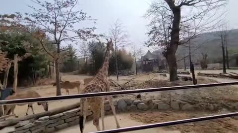 Giraffe watching at the zoo