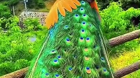 beautiful peacock