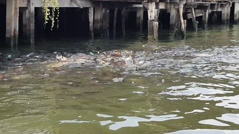 Little girl feeding fishes in Bangkok canals