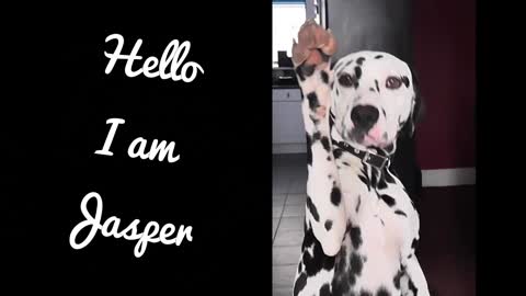 Dalmatian shows how to high-five and paw