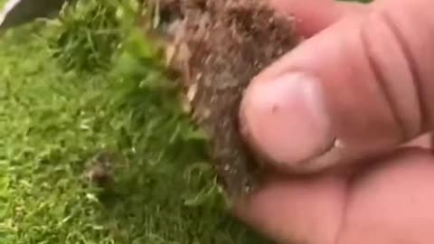 Removing the weed from putting green