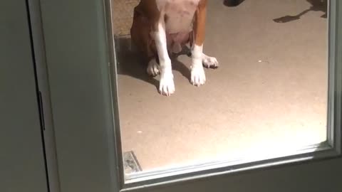 Impatient Boxer Gives Owner Sassy Look