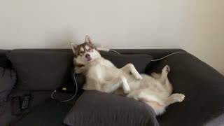 When your Husky is excessively sleepy