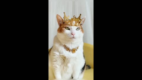 Funny videos about cats watch to the end