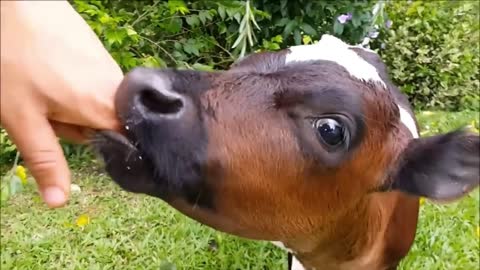 Baby Cows CUTEST Compilation