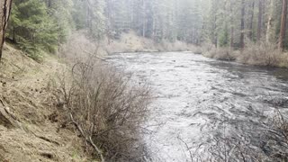 Shoreline Hiking a National Wild & Scenic River – Metolius River – Central Oregon – 4K