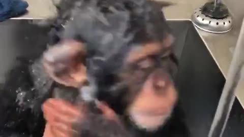 Adorable Baby Chimp Takes ‘Solo’ Bath To Get Squeaky-Clean