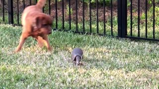 Lab & Armadillo play time