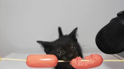 ASMR - babycat eating sausauge