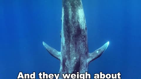 Blue Whale | The Largest Animal In The World