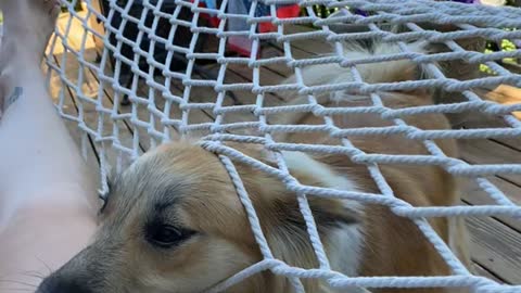 Sheep Dog Pup Enters Hammock the Wrong Way