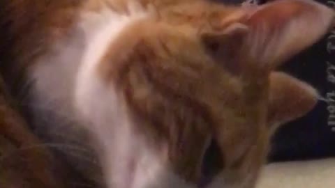 Orange cat licking itself and white cat laying down