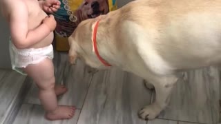 Pequeño bebé adora darle de comer a su Labrador