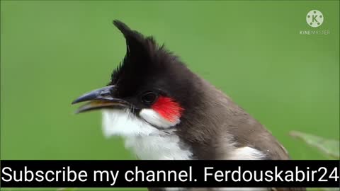 Bulbul song,bulbul bird singing. Bird singing #ferdouskabir24